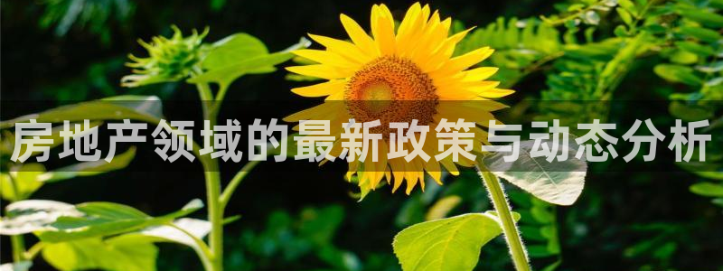 新宝5测速平台登录：房地产领域的最新政策与动态分析