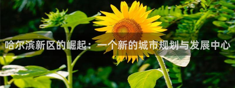 新宝5黑彩：哈尔滨新区的崛起：一个新的城市规划与发展中心