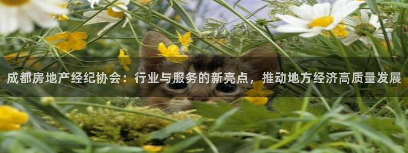 新宝5登录霸：成都房地产经纪协会：行业与服务的新亮点，推动地
